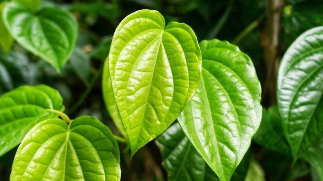 Ilustrasi Daun Sirih (Foto: Shutterstock)