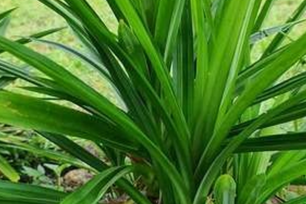 Ilustrasi Daun Pandan (Foto: Pixabay)