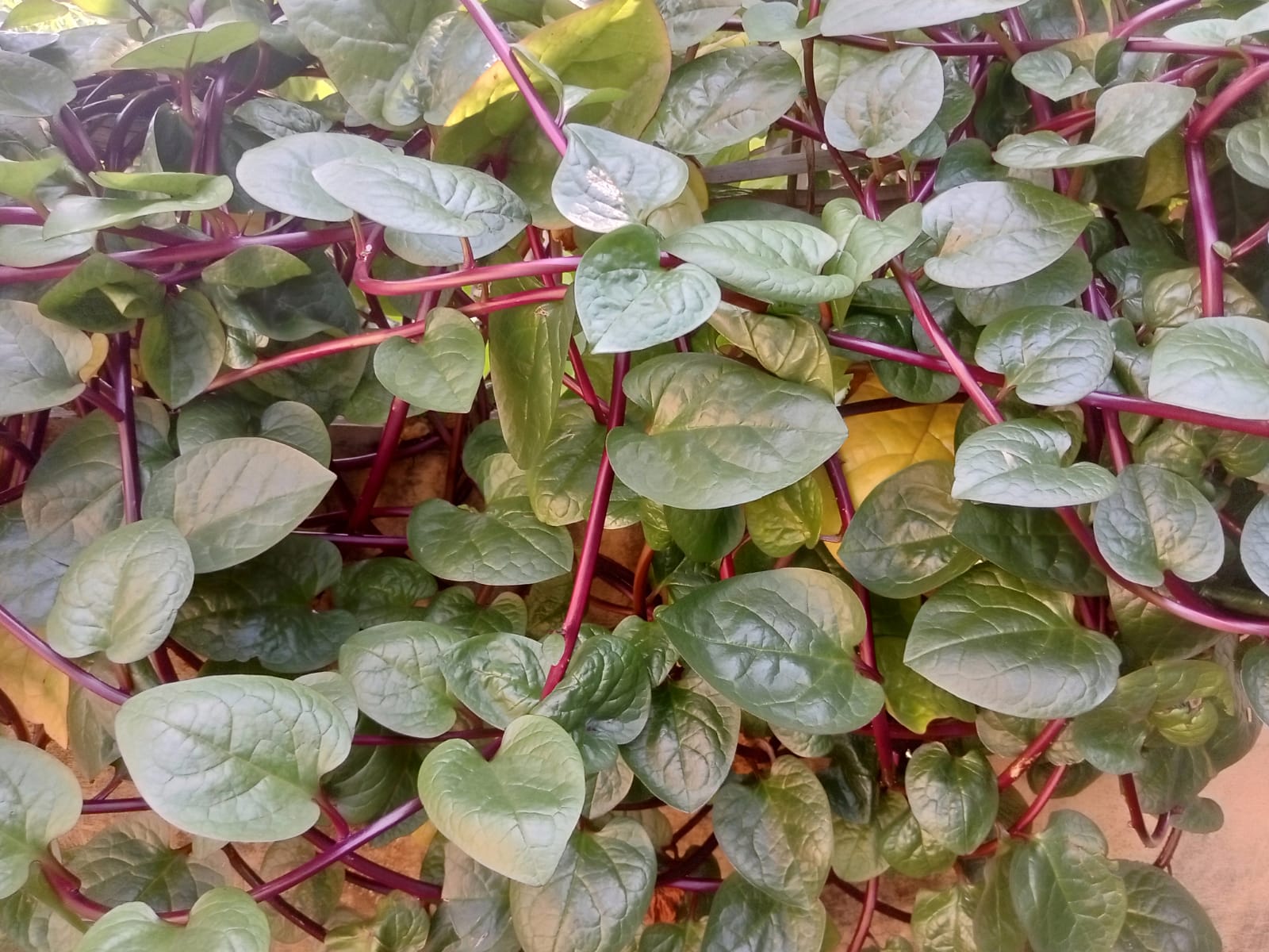Daun Binahong (Foto: RATASTV)