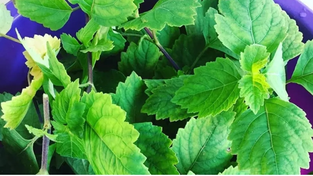 Ilustrasi Daun Nilam (Foto: ig/@idani555)
