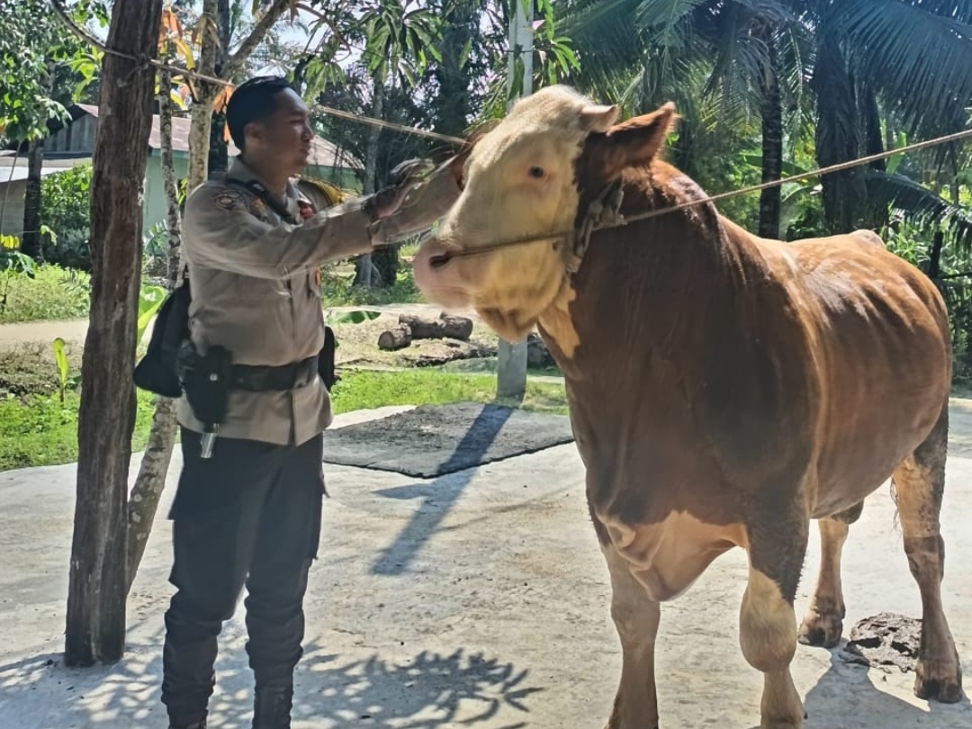 Sapi Milik Bhabinkamtibmas Brigadir Toni di Indragiri Hulu Terpilih Jadi Hewan Kurban Presiden Prabowo Subianto (Foto Istimewa)