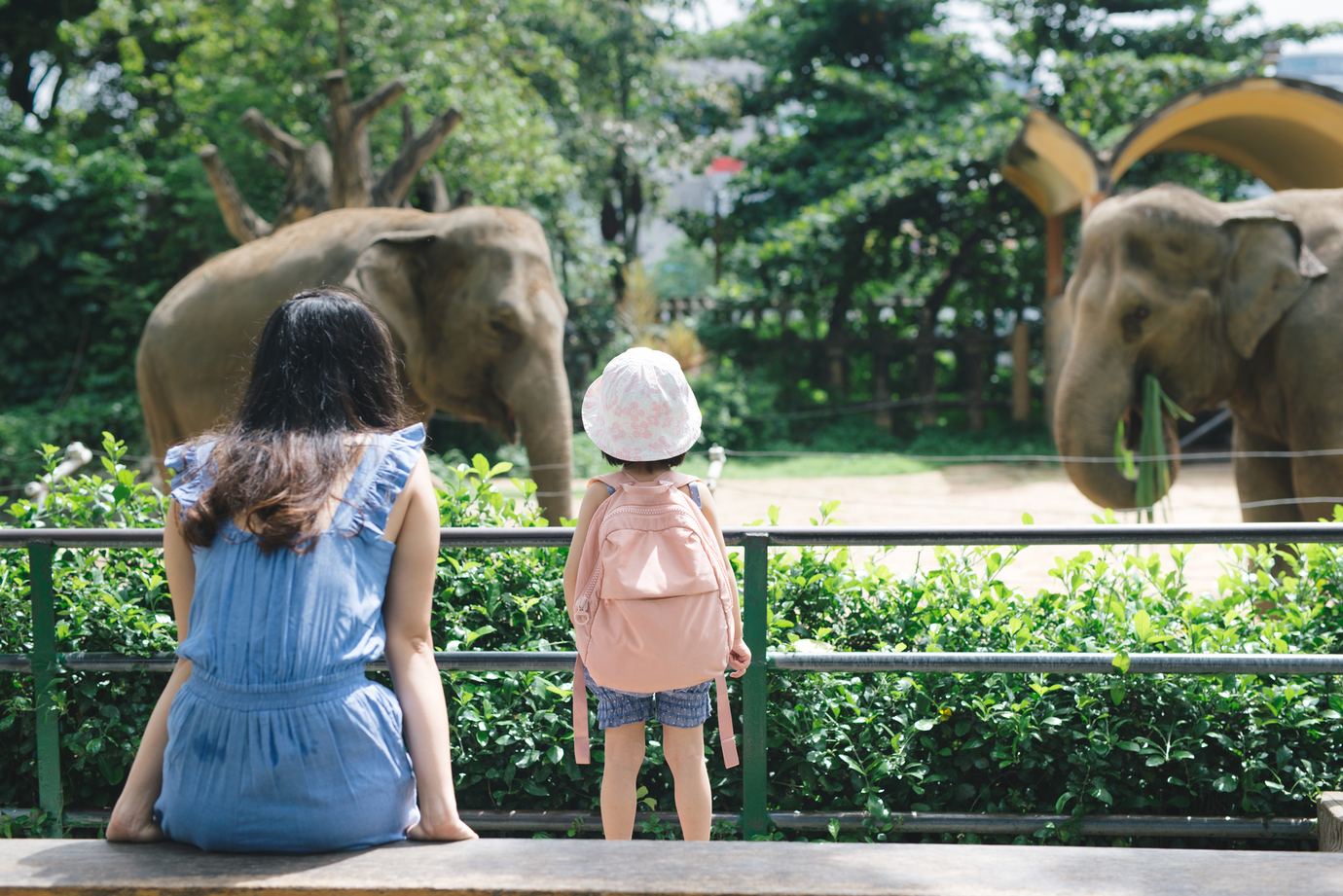 Happy,Mother,And,Daughter,Watching,And,Feeding,Elephants,In,Zoo.