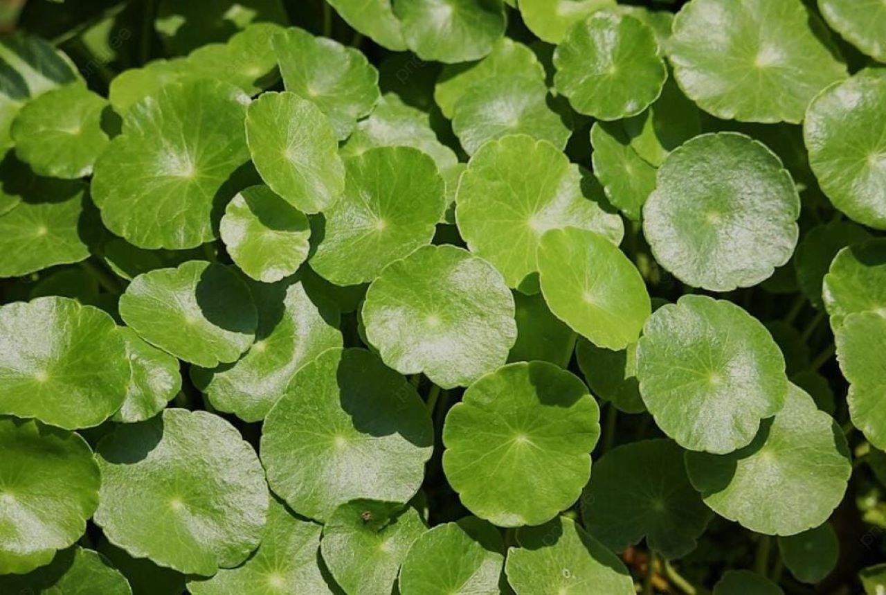 Ilustrasi Daun Pegagan (Foto: Enim Ekspres)