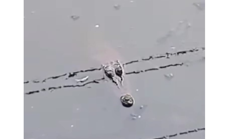 Tampak buaya besar muncul di Kali Sekretaris. (Tangkapan Layar IG Warga Jakarta)