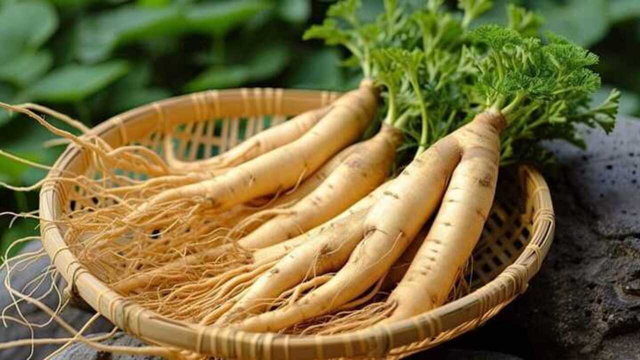 Ilustrasi Ginseng (Foto: ig/@theotwaywellbeingcentre)