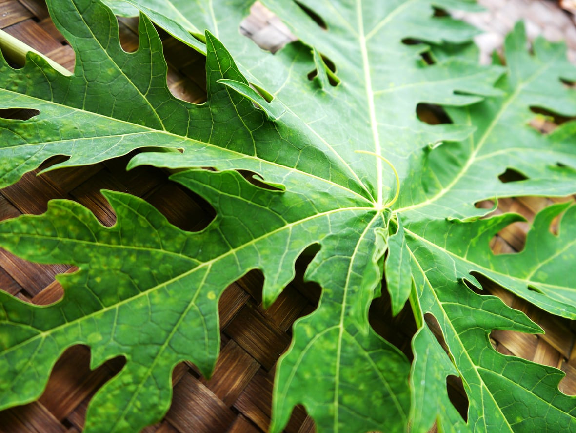 20_Manfaat_Daun_Pepaya_Beserta_Efek_Sampingnya