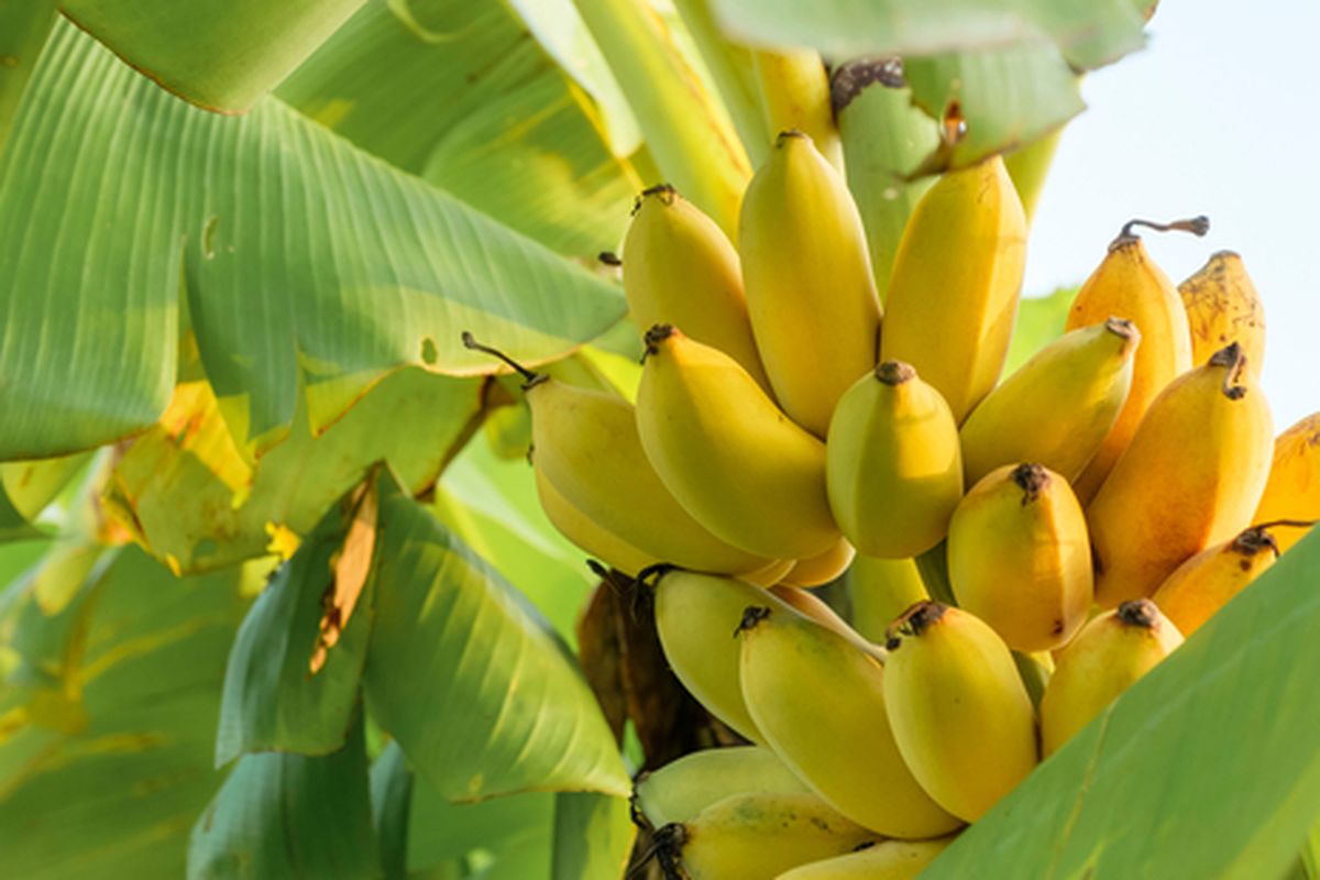 Ilustrasi Tanaman Pisang Mas (Foto: Shutterstock)