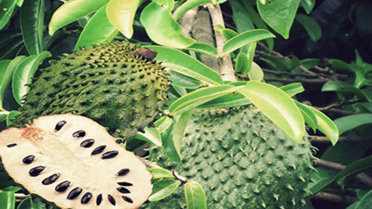 Ilustrasi Daun dan Buah Sirsak (Foto: Viva.co.id)