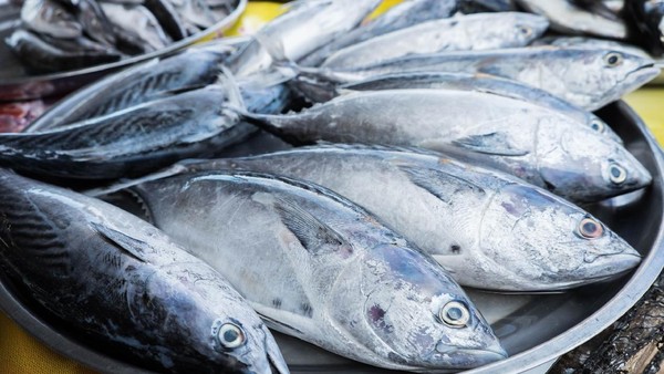 Ilustrasi Ikan Tongkol (Foto: iStockphoto)